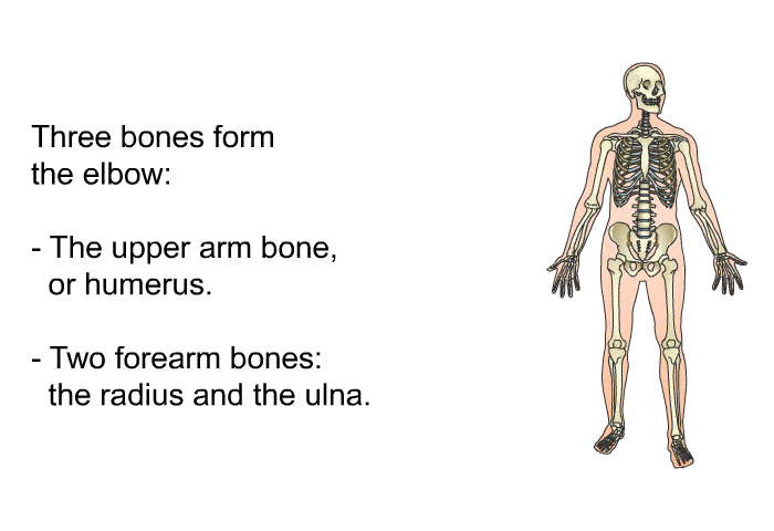 Three bones form the elbow:  The upper arm bone, or humerus. Two forearm bones: the radius and the ulna.