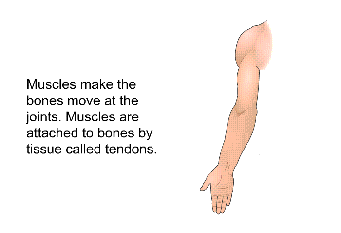 Muscles make the bones move at the joints. Muscles are attached to bones by tissue called tendons.