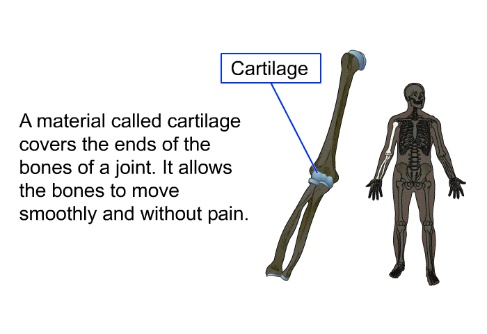 A material called cartilage covers the ends of the bones of a joint. It allows the bones to move smoothly and without pain.