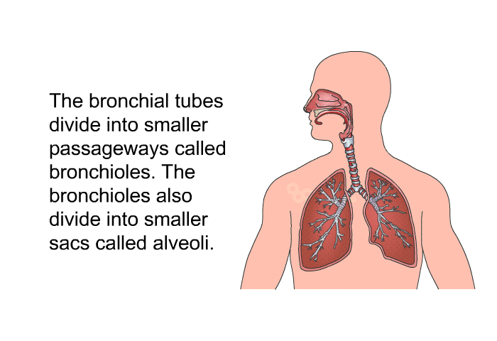 The bronchial tubes divide into smaller passageways called bronchioles. The bronchioles also divide into smaller sacs called alveoli.