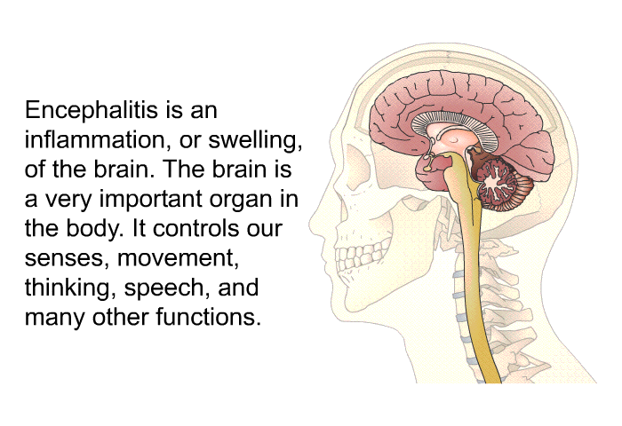 Encephalitis is an inflammation, or swelling, of the brain. The brain is a very important organ in the body. It controls our senses, movement, thinking, speech, and many other functions.