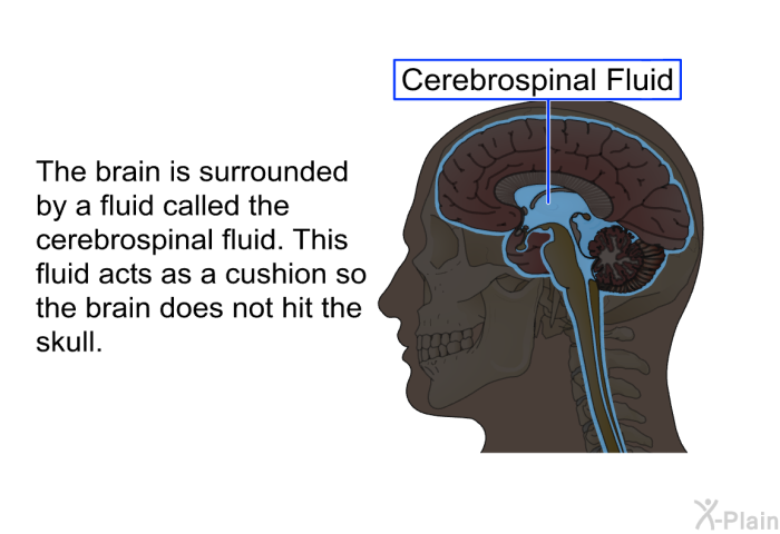 The brain is surrounded by a fluid called the cerebrospinal fluid. This fluid acts as a cushion so the brain does not hit the skull.