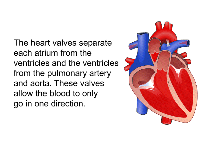 The heart valves separate each atrium from the ventricles and the ventricles from the pulmonary artery and aorta. These valves allow the blood to only go in one direction.
