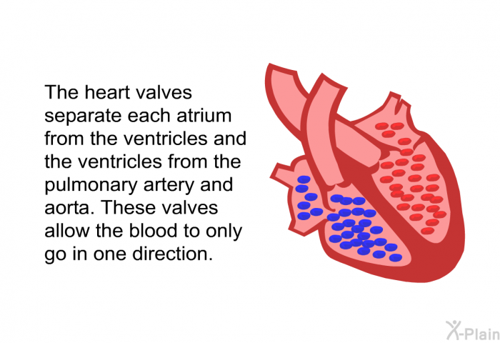 The heart valves separate each atrium from the ventricles and the ventricles from the pulmonary artery and aorta. These valves allow the blood to only go in one direction.