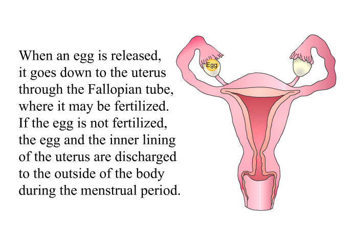When an egg is released, it goes down to the uterus through the fallopian tube, where it may be fertilized. If the egg is not fertilized, the egg and the inner lining of the uterus are discharged to the outside of the body during the menstrual period.