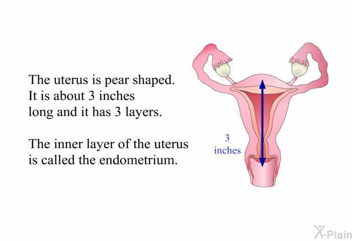 The uterus is pear shaped. It is about 3 inches long and it has 3 layers. The inner layer of the uterus is called the endometrium.