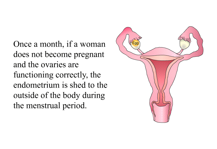 Once a month, if a woman does not become pregnant and the ovaries are functioning correctly, the endometrium is shed to the outside of the body during the menstrual period.