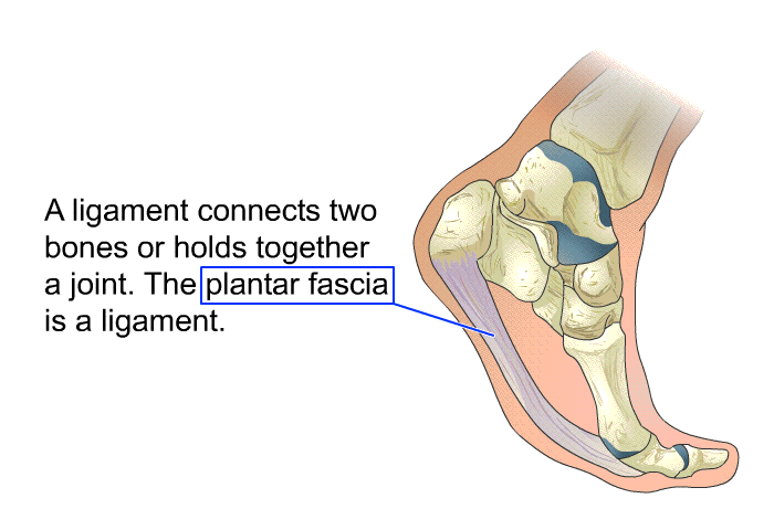 A ligament connects two bones or holds together a joint. The plantar fascia is a ligament.