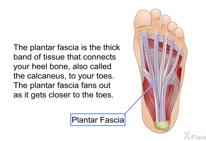 The plantar fascia is the thick band of tissue that connects your heel bone, also called the calcaneus, to your toes. The plantar fascia fans out as it gets closer to the toes.