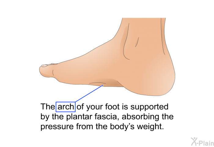 The arch of your foot is supported by the plantar fascia, absorbing the pressure from the body's weight.