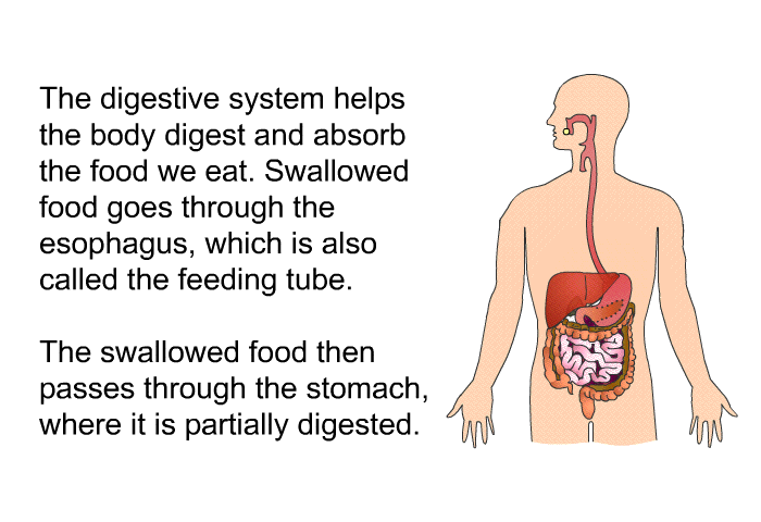 The digestive system helps the body digest and absorb the food we eat. Swallowed food goes through the esophagus, which is also called the feeding tube. The swallowed food then passes through the stomach, where it is partially digested.