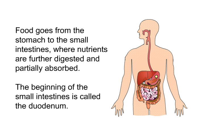 Food goes from the stomach to the small intestines, where nutrients are further digested and partially absorbed. The beginning of the small intestines is called the duodenum.