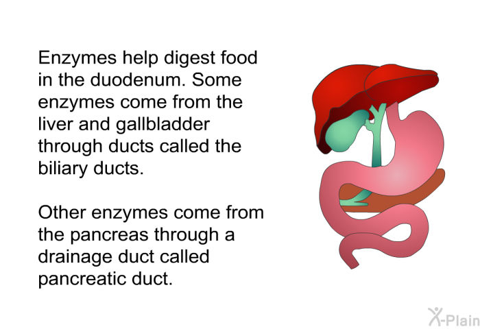 Enzymes help digest food in the duodenum. Some enzymes come from the liver and gallbladder through ducts called the biliary ducts. Other enzymes come from the pancreas through a drainage duct called pancreatic duct.