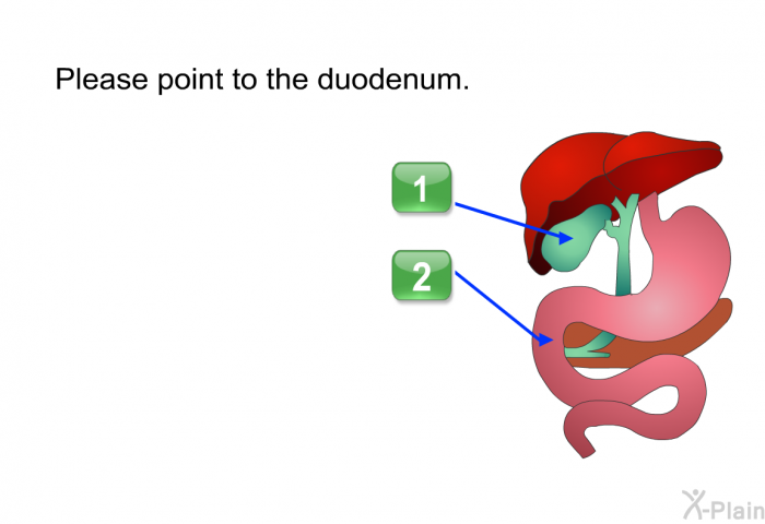 Please point to the duodenum. Choose one of the following options.