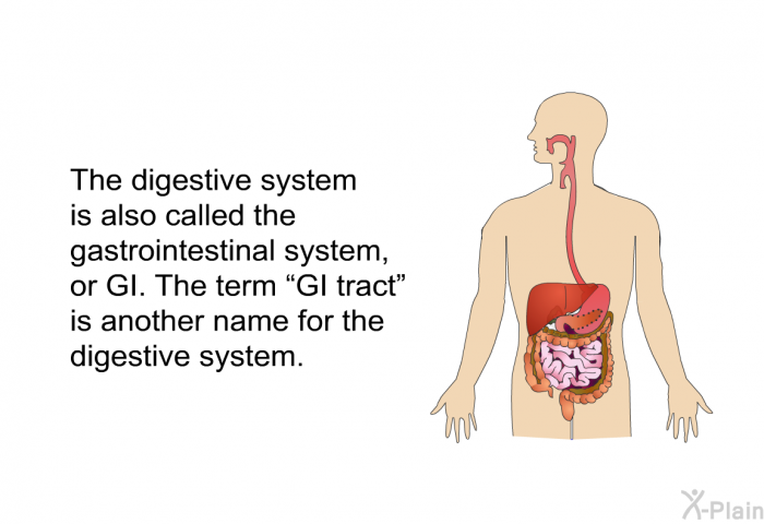 The digestive system is also called the gastrointestinal system, or GI. The term “GI tract” is another name for the digestive system.
