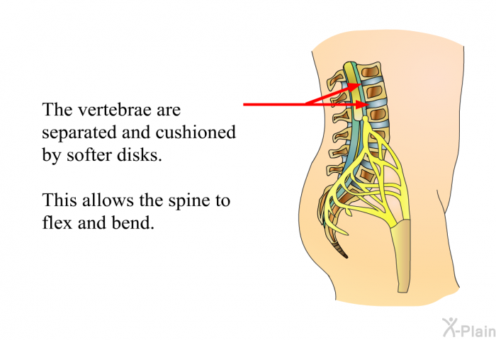 The vertebrae are separated and cushioned by softer disks. This allows the spine to flex and bend.