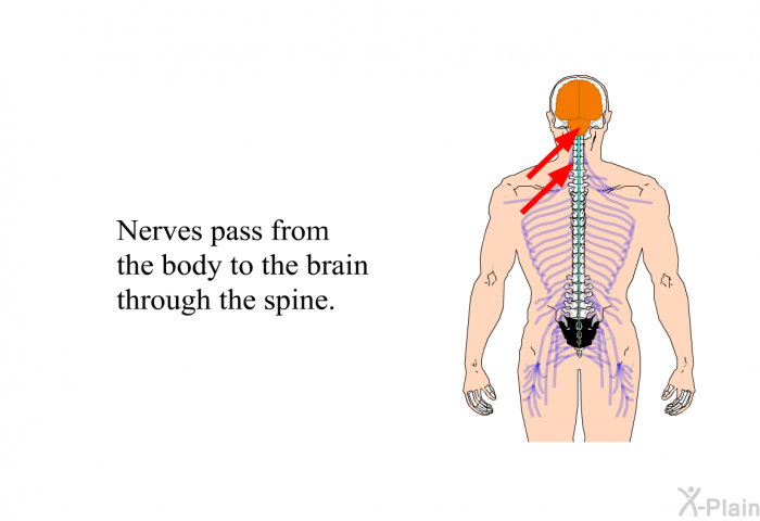 Nerves pass from the body to the brain through the spine.
