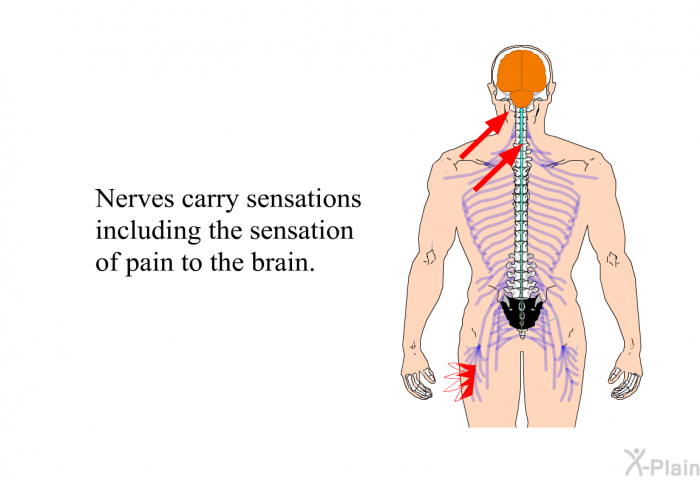 Nerves carry sensations including the sensation of pain to the brain.