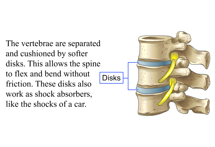 The vertebrae are separated and cushioned by softer disks. This allows the spine to flex and bend without friction. These disks also work as shock absorbers, like the shocks of a car.
