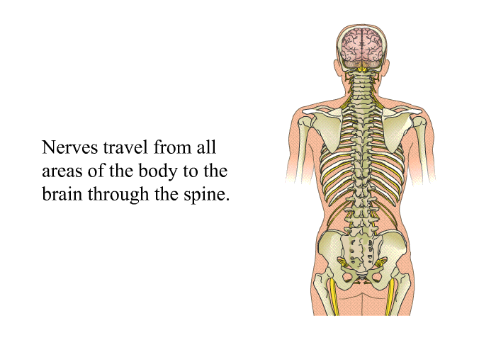 Nerves travel from all areas of the body to the brain through the spine.