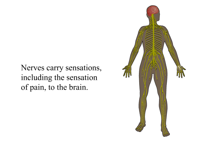 Nerves carry sensations, including the sensation of pain, to the brain.