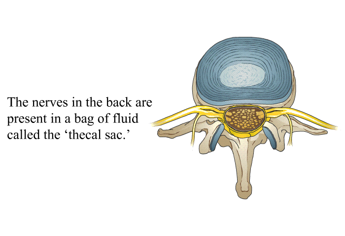 The nerves in the back are present in a bag of fluid called the  thecal sac.'