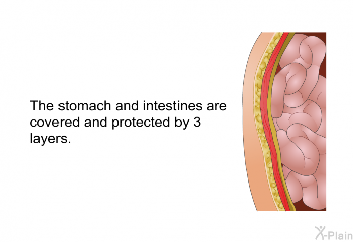 The stomach and intestines are covered and protected by 3 layers.
