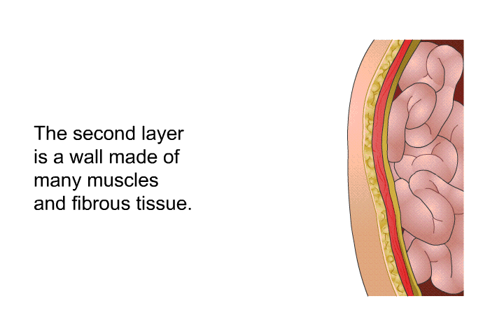 The second layer is a wall made of many muscles and fibrous tissue.