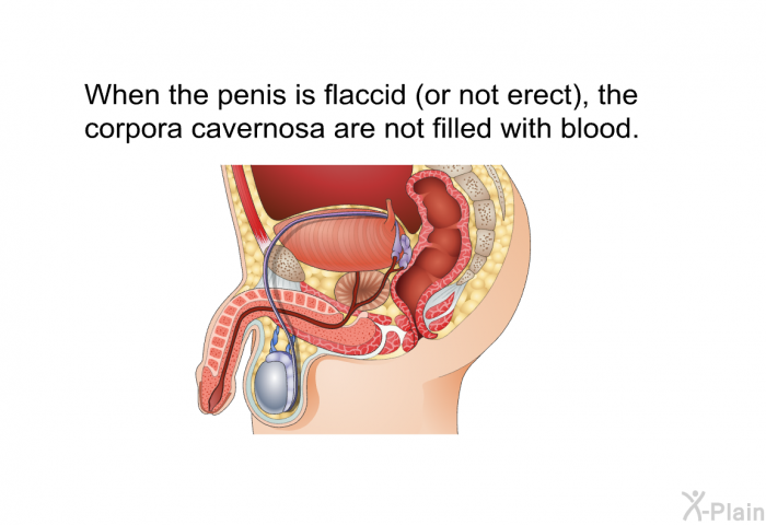 When the penis is flaccid (or not erect), the corpora cavernosa are not filled with blood.