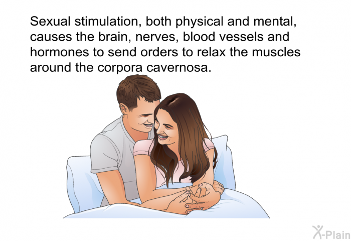 Sexual stimulation, both physical and mental, causes the brain, nerves, blood vessels and hormones to send orders to relax the muscles around the corpora cavernosa.