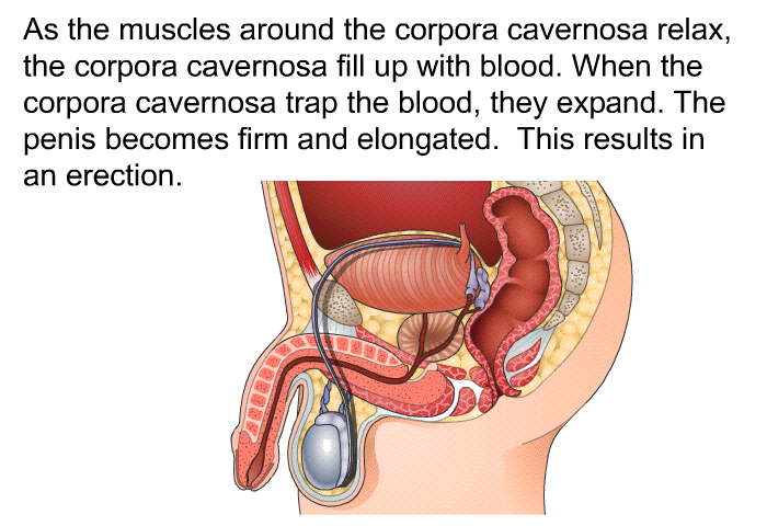 As the muscles around the corpora cavernosa relax, the corpora cavernosa fill up with blood. When the corpora cavernosa trap the blood, they expand. The penis becomes firm and elongated. This results in an erection.