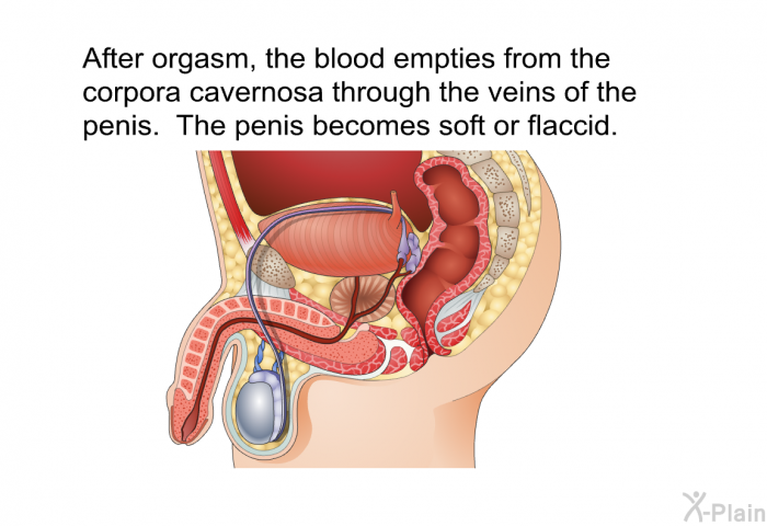 After orgasm, the blood empties from the corpora cavernosa through the veins of the penis. The penis becomes soft or flaccid.