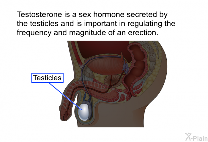Testosterone is a sex hormone secreted by the testicles and is important in regulating the frequency and magnitude of an erection.