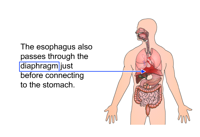 The esophagus also passes through the diaphragm just before connecting to the stomach.