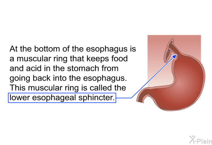 At the bottom of the esophagus is a muscular ring that keeps food and acid in the stomach from going back into the esophagus. This muscular ring is called the lower esophageal sphincter.