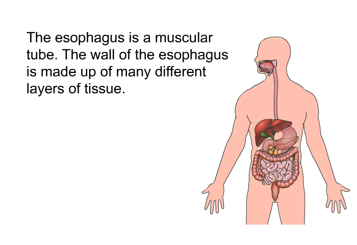 The esophagus is a muscular tube. The wall of the esophagus is made up of many different layers of tissue.