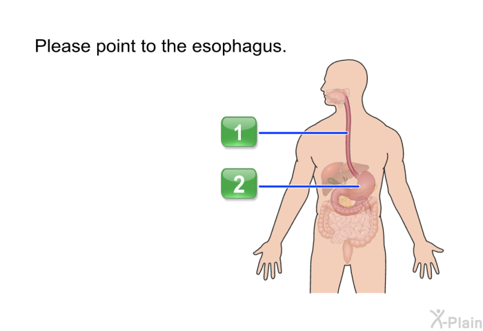 Please point to the esophagus.