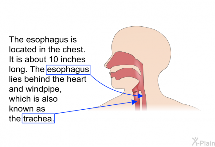 The esophagus is located in the chest. It is about 10 inches long. The esophagus lies behind the heart and windpipe, which is also known as the trachea.