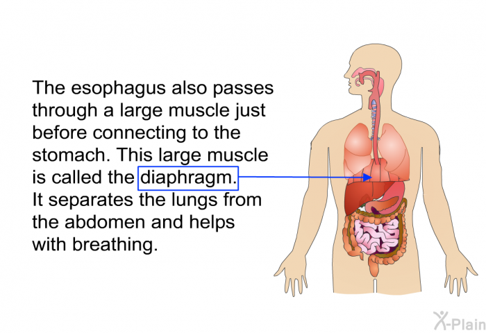 The esophagus also passes through a large muscle just before connecting to the stomach. This large muscle is called the diaphragm. It separates the lungs from the abdomen and helps with breathing.