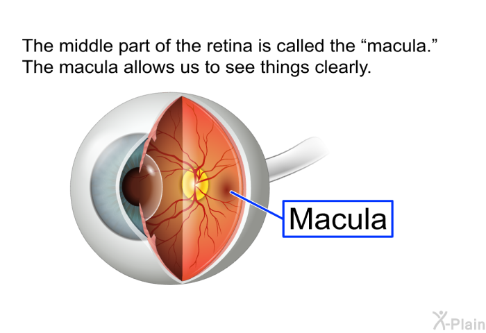 The middle part of the retina is called the “macula.” The macula allows us to see things clearly.