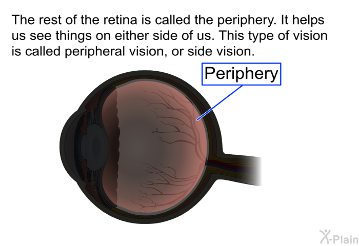 The rest of the retina is called the periphery. It helps us see things on either side of us. This type of vision is called peripheral vision, or side vision.