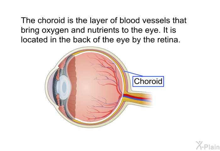 The choroid is the layer of blood vessels that bring oxygen and nutrients to the eye. It is located in the back of the eye by the retina.