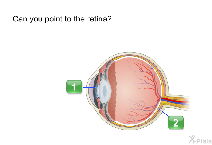 Can you point to the retina?