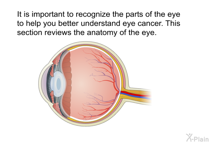 It is important to recognize the parts of the eye to help you better understand eye cancer. This section reviews the anatomy of the eye.