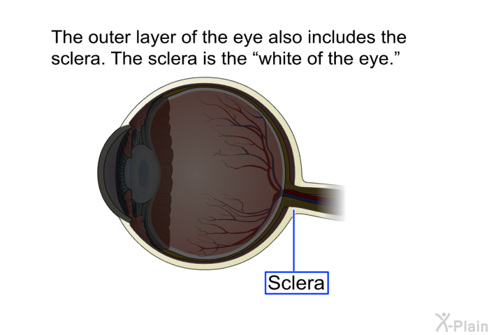 The outer layer of the eye also includes the sclera. The sclera is the “white of the eye.”