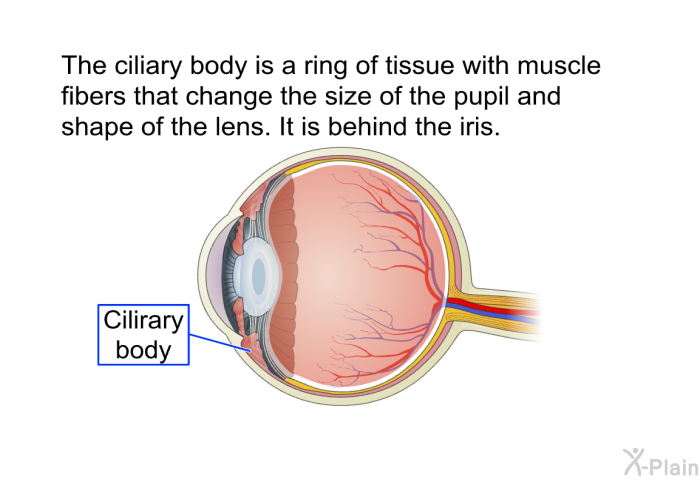 The ciliary body is a ring of tissue with muscle fibers that change the size of the pupil and shape of the lens. It is behind the iris.