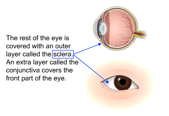 The rest of the eye is covered with an outer layer called the sclera. An extra layer called the conjunctiva covers the front part of the eye.