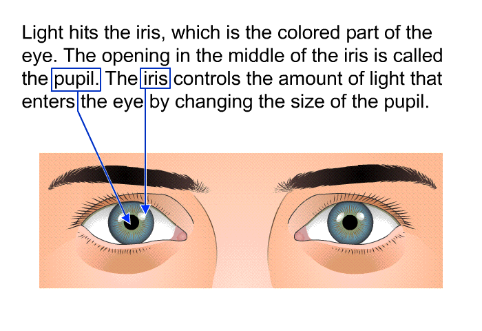 Light hits the iris, which is the colored part of the eye. The opening in the middle of the iris is called the pupil. The iris controls the amount of light that enters the eye by changing the size of the pupil.