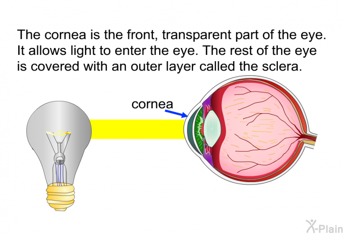 The cornea is the front, transparent part of the eye. It allows light to enter the eye. The rest of the eye is covered with an outer layer called the sclera.