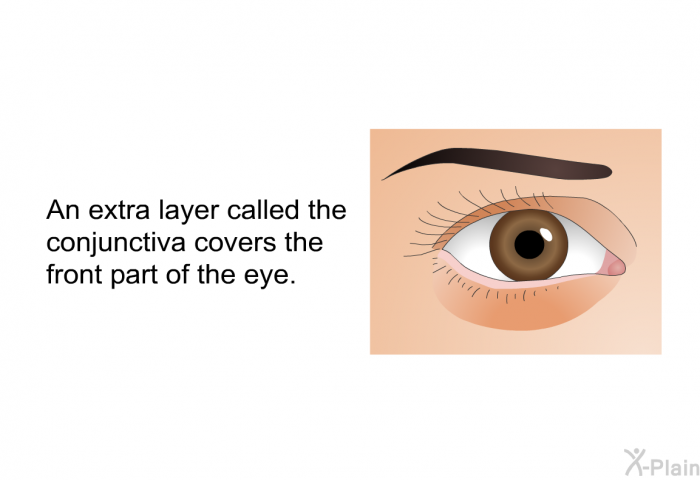 An extra layer called the conjunctiva covers the front part of the eye.